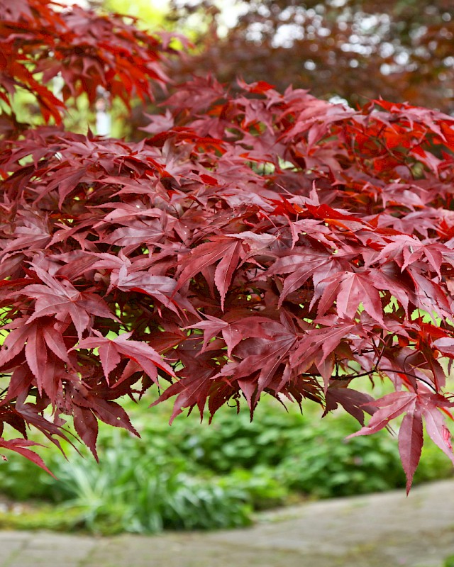 Acer Palmatum Fireglow